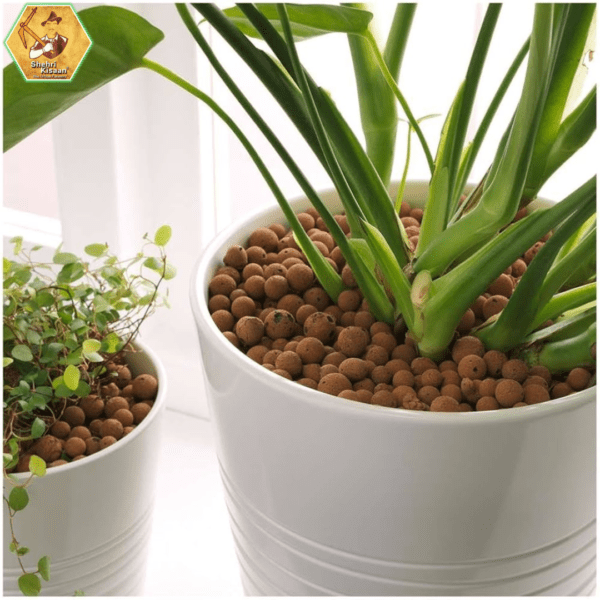 leca balls for plants